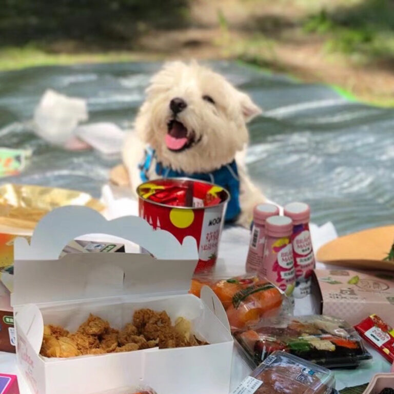 爱犬被毒死案后续：今日宣判，被告获刑 4 年 | 故事重播￼￼￼