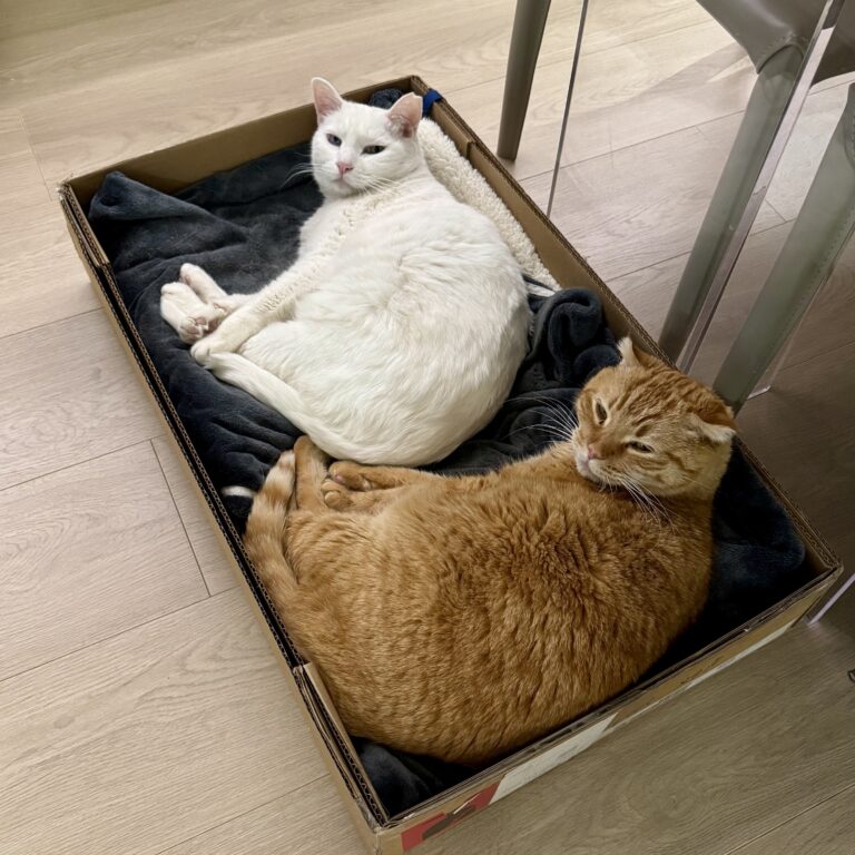 史蒂夫说448期 – 咨询师回信：你不是不值得被爱，你是情绪性闪回了